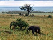  Masai Mara